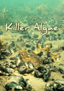 Killer Algae