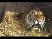 Epic Tiger Release in Far East Russia