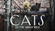 Cats of the Urban Wild