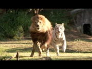 Lion & Tiger PLAYTIME!