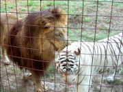 Lion + White Tiger = Cameron & Zabu!