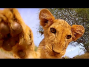 Cute Lion Cubs Hone Their Hunting Skills On A GoPro Camera