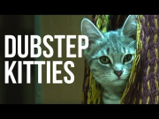 BONUS VID: Kittens Droppin' Beats