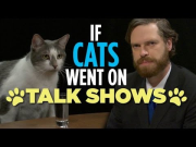If Cats Went On Talk Shows