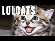 LOLCats - Memed