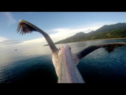 GoPro: Pelican Learns To Fly