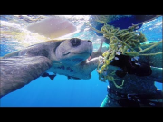 GoPro: Diver Saves Sea Turtle