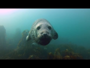 GoPro: Seal Belly Rub