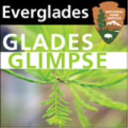 Everglades - Glades Glimpse