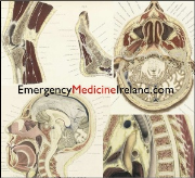 Anatomy For Emergency Medicine