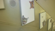 Cats creep in London tube station