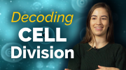 Unraveling the Role of Histone Deacetylation during Cell Division