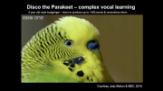 CARTA: Artificial Intelligence and Anthropogeny - Evolution of Birdsong Learning and Human Spoken Language with Erich Jarvis