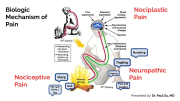 Back Pain Basics: Anatomy Physiology and the Initial Evaluation