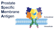 Prostate Cancer PSMA PET and Functional Imaging - Prostate Cancer Patient Conference 2022