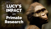 CARTA: Lucy's Legacy and the Past and Future of Primate Research with Melissa Emery Thompson