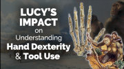 CARTA: Lucy and Evolution of Hand Dexterity and Tool Use with Tracy Kivell