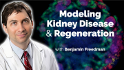 Modeling Kidney Disease and Regeneration with Organoids Derived from Human Pluripotent Stem Cells