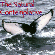 The Natural Contemplative