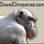 ShavedChimpanzee Podcast